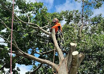 tree services toowoomba